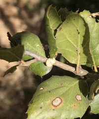 Kermesidae
