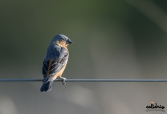 Sporophila hypoxantha