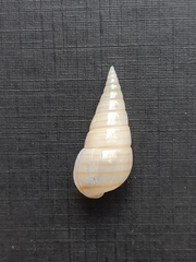 Pyramidella dolabrata