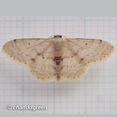 Idaea ptyonopoda