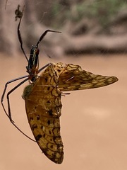 Trichonephila fenestrata