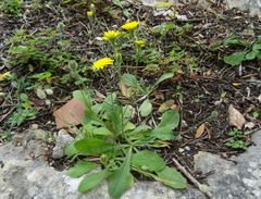 Hypochaeris achyrophorus