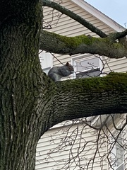 Sciurus carolinensis