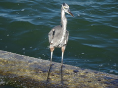 Ardea herodias