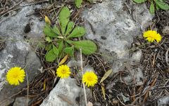 Hypochaeris achyrophorus