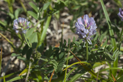 Astragalus marinus