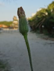 Hypochaeris achyrophorus