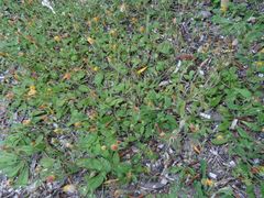 Hypochaeris achyrophorus