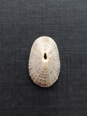 Diodora