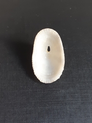Diodora