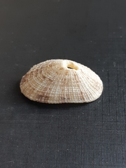 Diodora