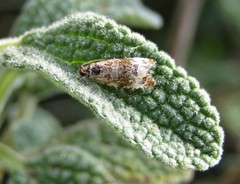 Endothenia sororiana