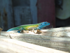 Cnemidophorus gaigei