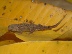 Gonatodes albogularis