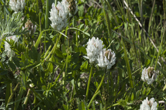 Astragalus marinus