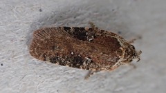 Agonopterix purpurea