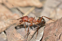 Formica sinensis