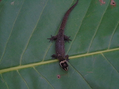 Lepidoblepharis sanctaemartae