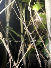 Argosarchus horridus