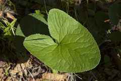 Ligularia sachalinensis