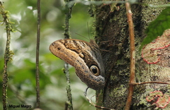 Caligo arisbe
