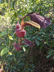 Aristolochia labiata