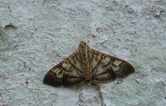 Arthromastix lauralis