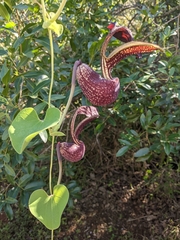 Aristolochia labiata