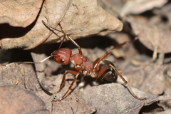 Formica sinensis