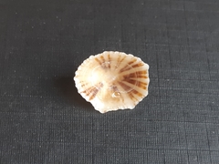 Siphonaria hispida