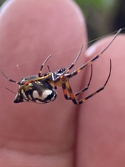 Leucauge medjensis