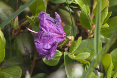Rhododendron sichotense