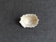 Hemitoma octoradiata