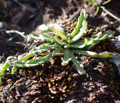 Image of Dimorphotheca montana by (c) Nicola van Berkel, some rights reserved (CC BY-SA)