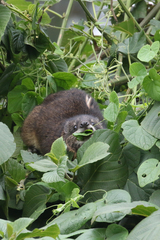 Dendrohyrax
