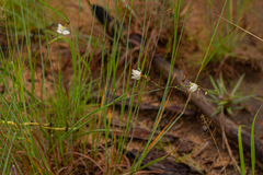 Chlorophytum galpinii matabelense