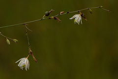 Chlorophytum galpinii matabelense