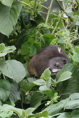 Dendrohyrax