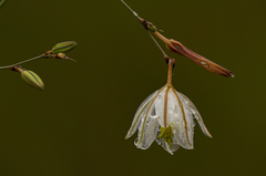 Chlorophytum galpinii matabelense