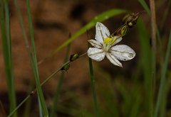 Chlorophytum galpinii matabelense