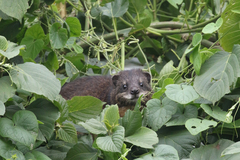 Dendrohyrax