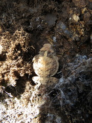 Phrynosoma braconnieri