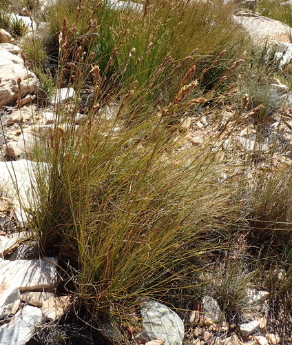Image of Tetraria fourcadei by (c) Nicola van Berkel, some rights reserved (CC BY-SA)