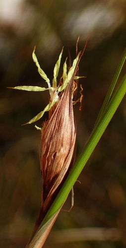 Image of Tetraria fourcadei by (c) Nicola van Berkel, some rights reserved (CC BY-SA)