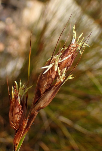 Image of Tetraria fourcadei by (c) Nicola van Berkel, some rights reserved (CC BY-SA)