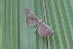 Macrosoma rubedinaria