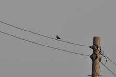 Turdus eunomus