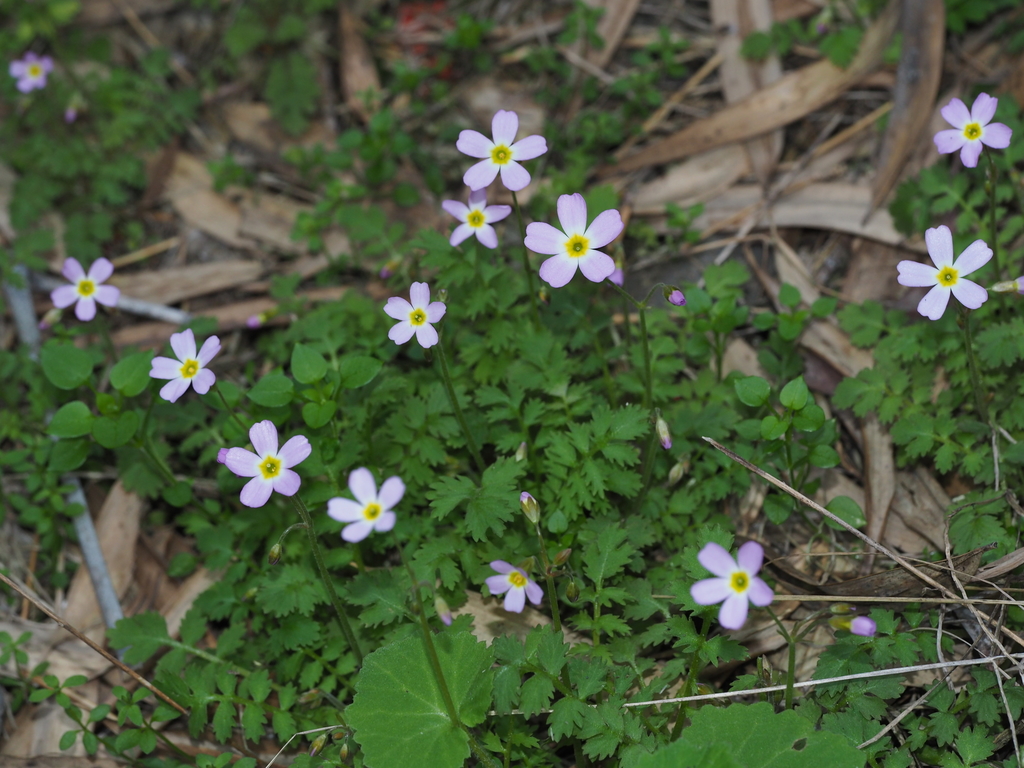 Ranunculoides