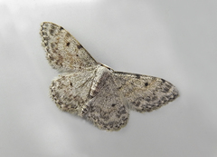 Idaea camparia