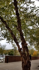 Betula nigra